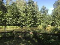 DomDrzewa1